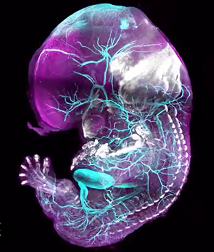 embryon 3D